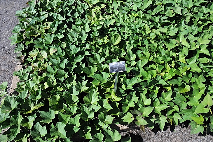 2016-7-25canadaherb 2935_01.JPG