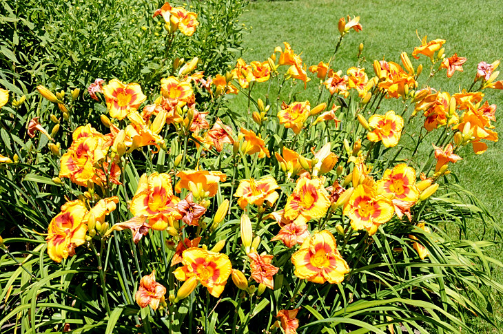 2016-7-25canadaherb 4142_01.JPG