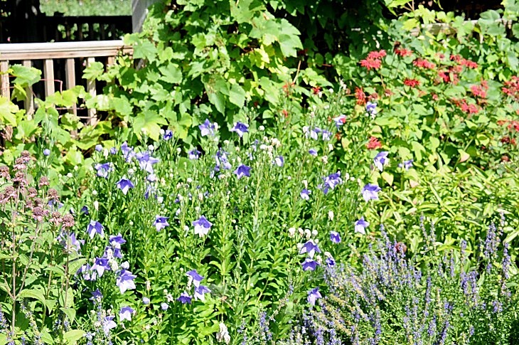 2016-7-25canadaherb 3191_01.JPG