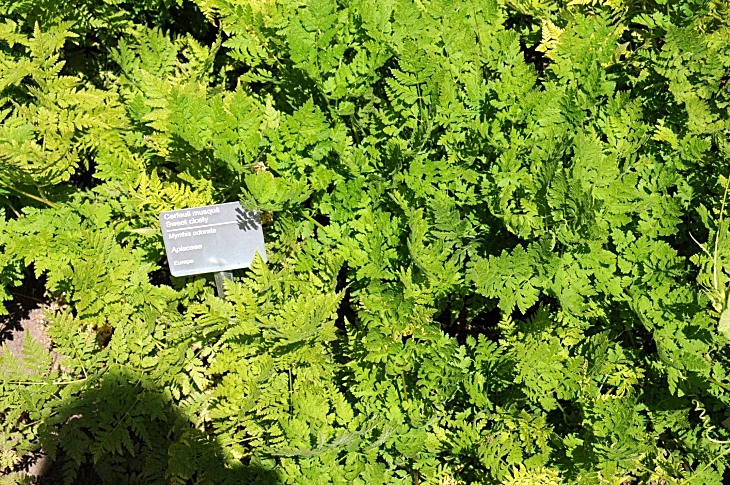 2016-7-25canadaherb 3978_01.JPG