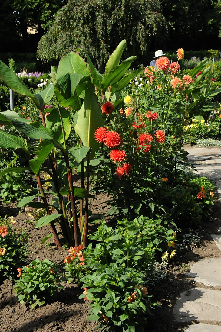 2016-7-25canadaherb 2875_01.JPG