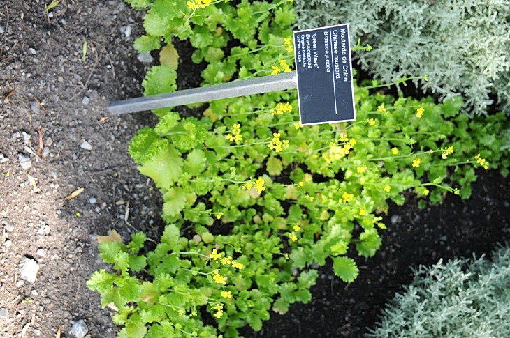 2016-7-25canadaherb 3128_01.JPG