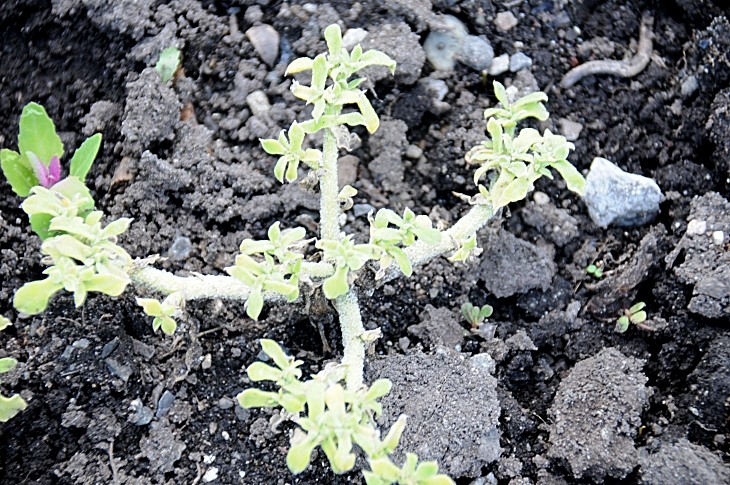 2016-7-25canadaherb 3446_01.JPG