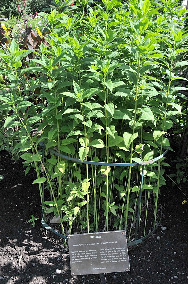 2016-7-25canadaherb 2959_01.JPG