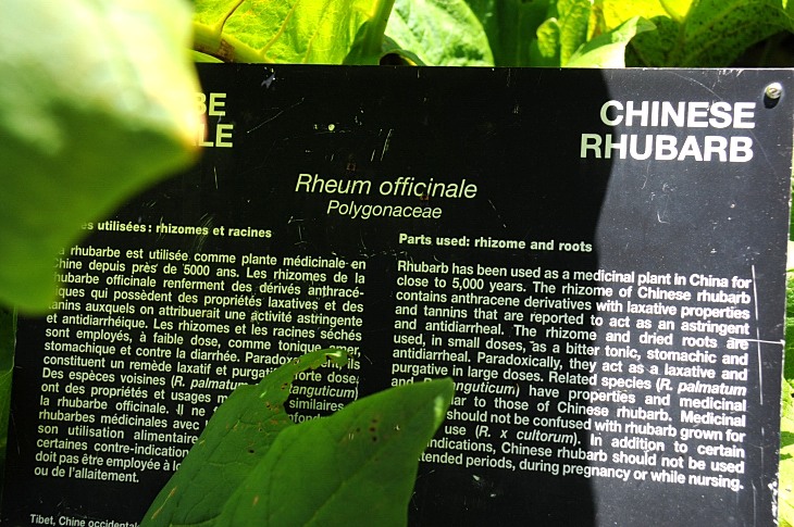 2016-7-25canadaherb 3808_01.JPG