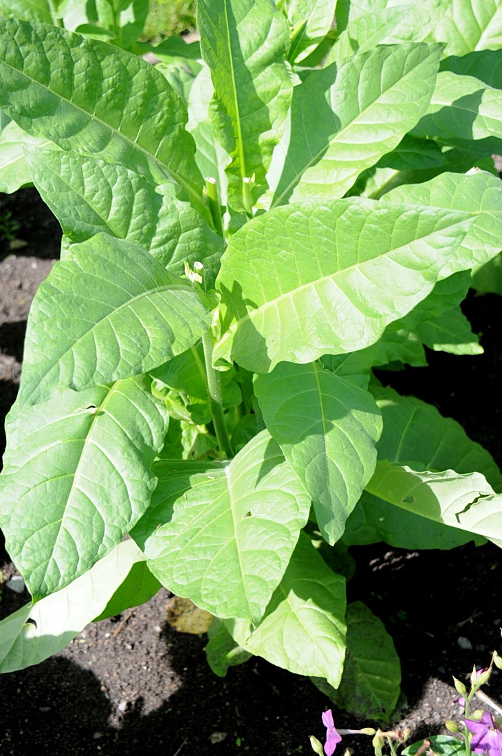 2016-7-25canadaherb 3027_01.JPG