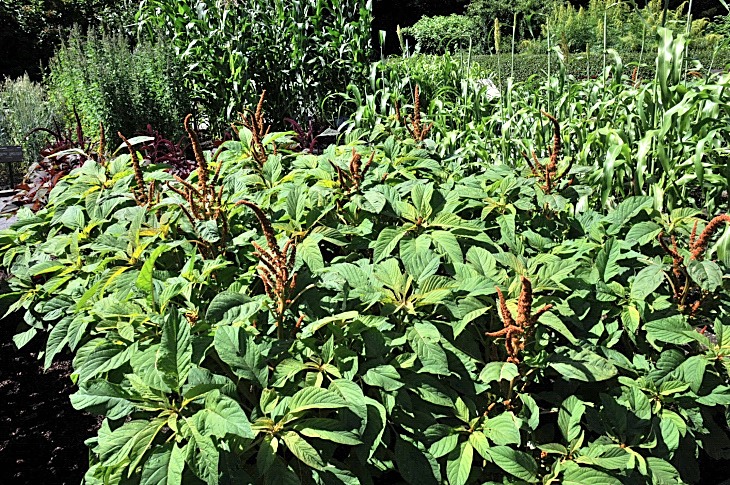 2016-7-25canadaherb 3709_01.JPG