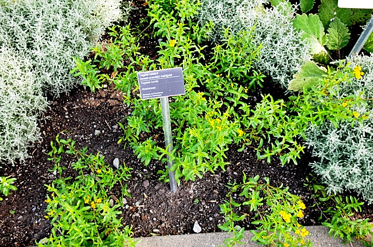 2016-7-25canadaherb 3137_01.JPG