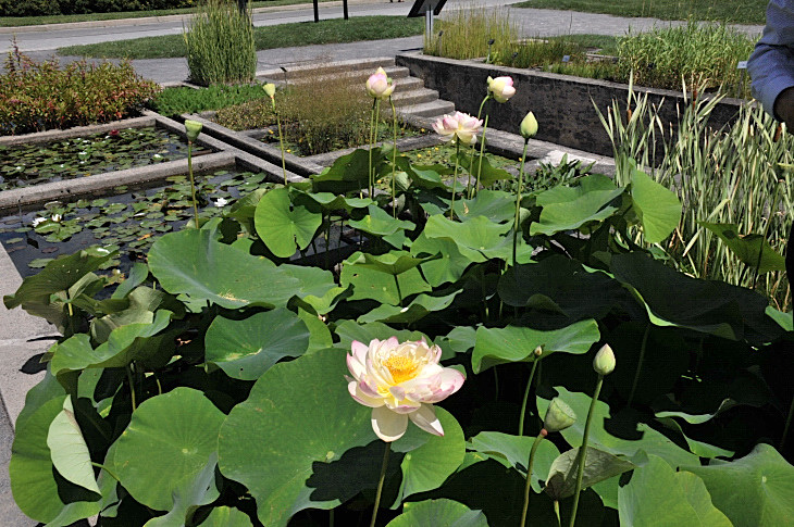 2016-7-25canadaherb 4239_01.JPG