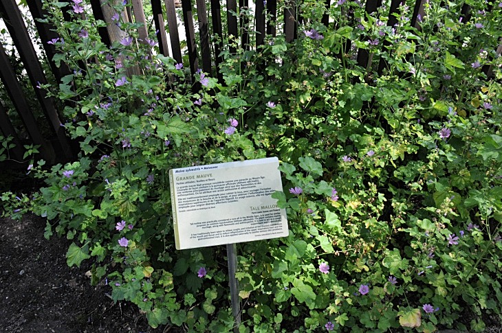 2016-7-25canadaherb 3875_01.JPG