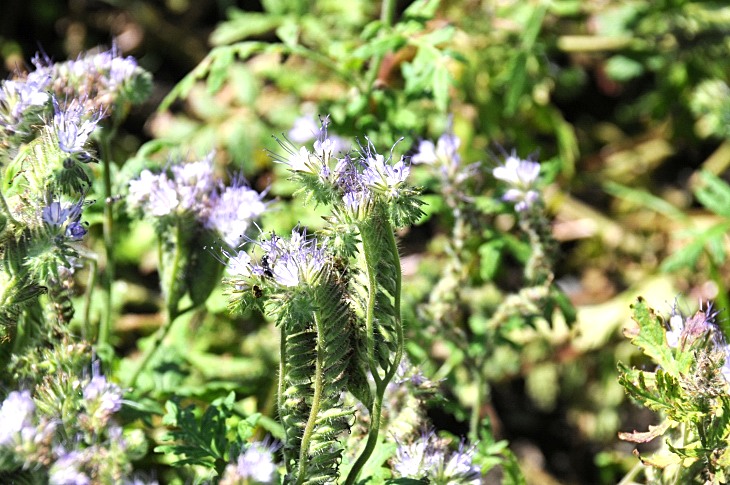 2016-7-25canadaherb 3660_01.JPG