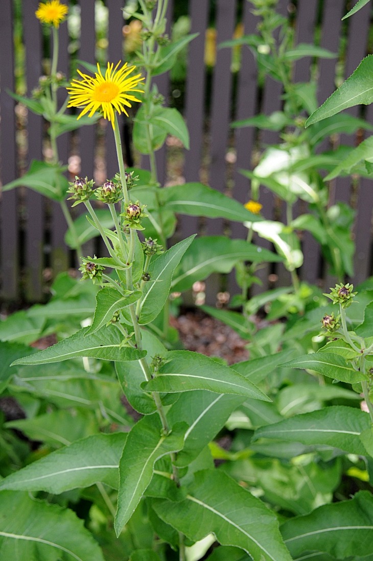 2016-7-25canadaherb 3898_01.JPG