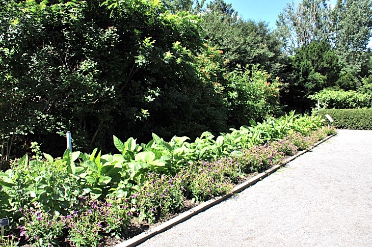 2016-7-25canadaherb 3720_01.JPG