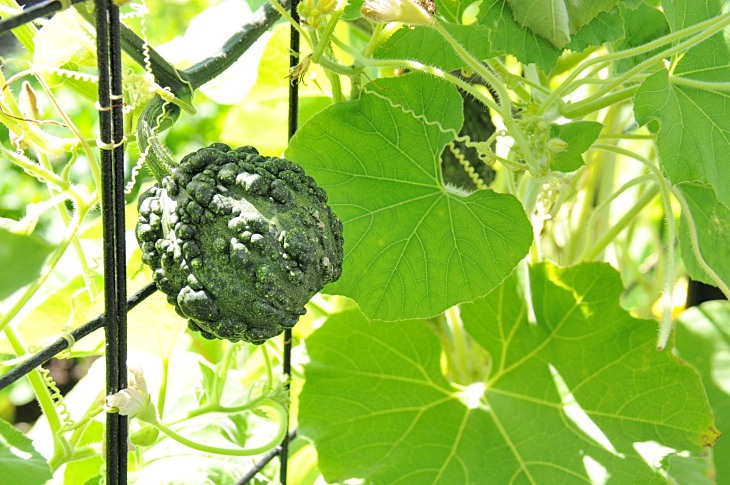 2016-7-25canadaherb 3517_01.JPG
