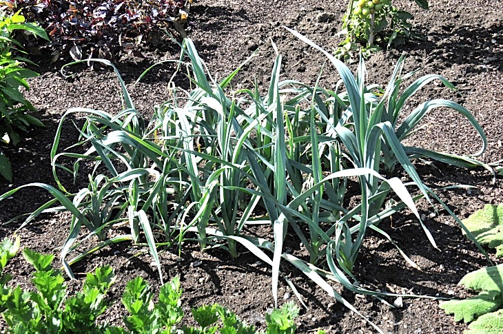 2016-7-25canadaherb 2950_01.JPG