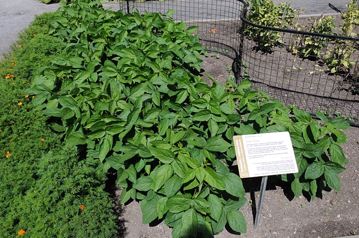 2016-7-25canadaherb 3488_01.JPG