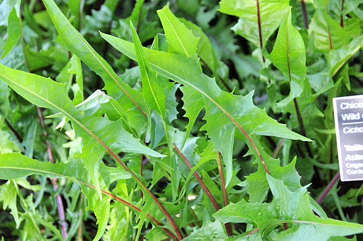 2016-7-25canadaherb 3418_01.JPG
