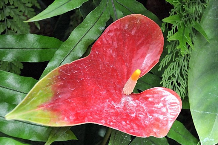 2016-7-25canadaherb 4293_01.JPG