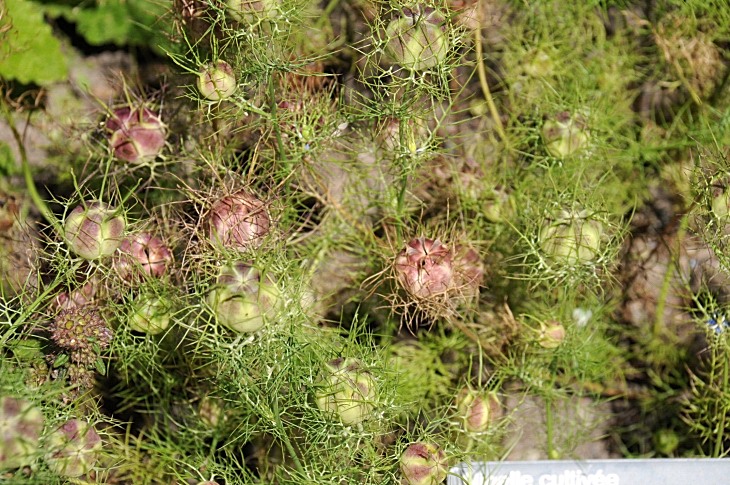 2016-7-25canadaherb 4030_01.JPG