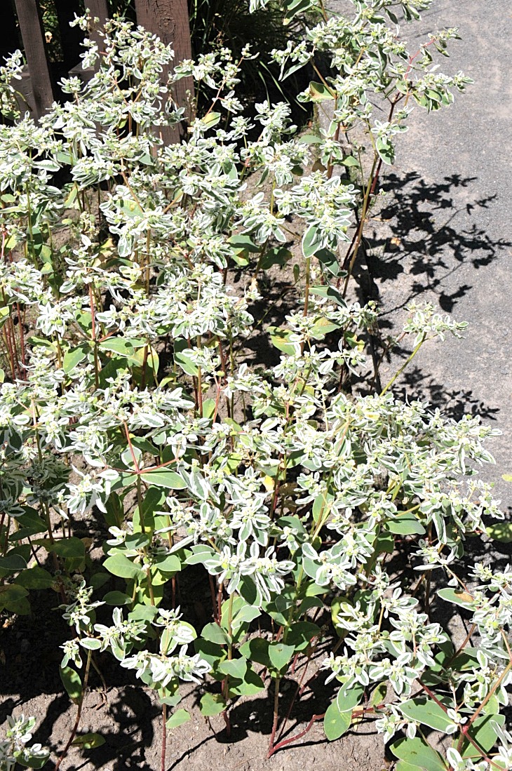 2016-7-25canadaherb 4090_01.JPG
