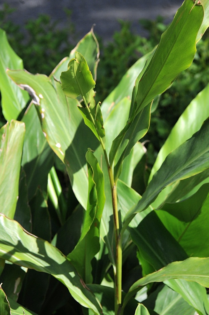 2016-7-25canadaherb 3095_01.JPG