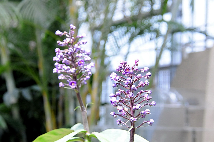 2016-7-25canadaherb 4261_01.JPG