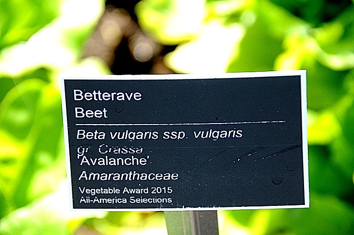 2016-7-25canadaherb 3217_01.JPG