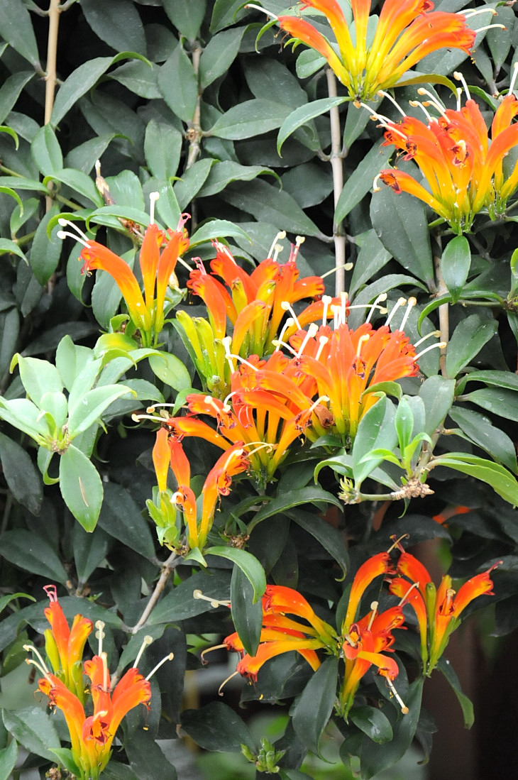 2016-7-25canadaherb 4278_01.JPG
