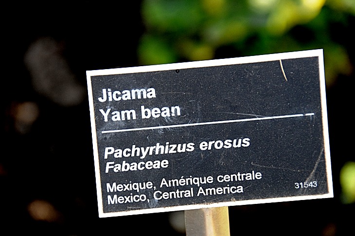 2016-7-25canadaherb 3681_01.JPG