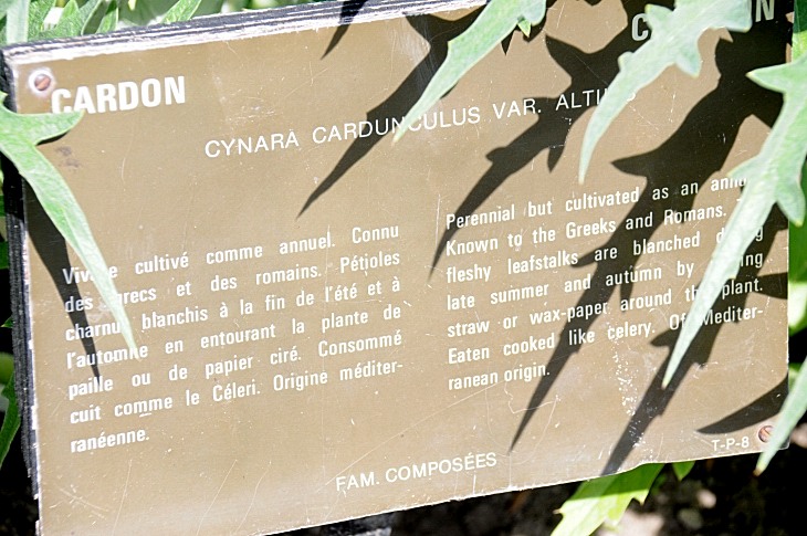 2016-7-25canadaherb 3247_01.JPG