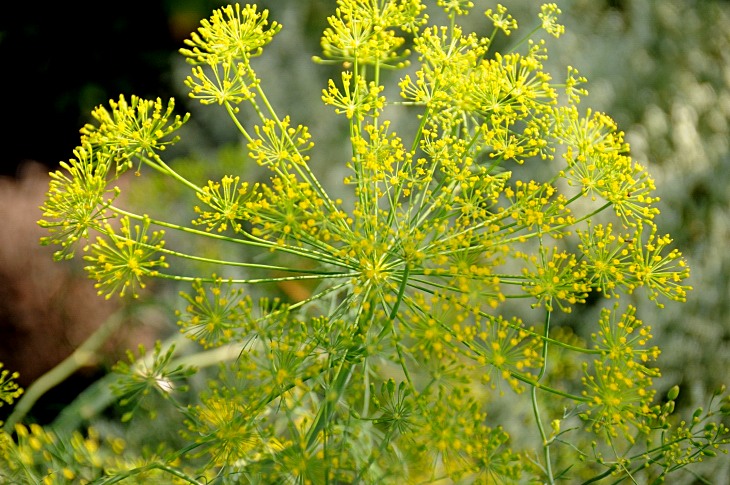 2016-7-25canadaherb 3141_01.JPG