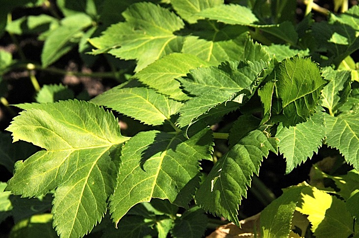 2016-7-25canadaherb 3099_01.JPG