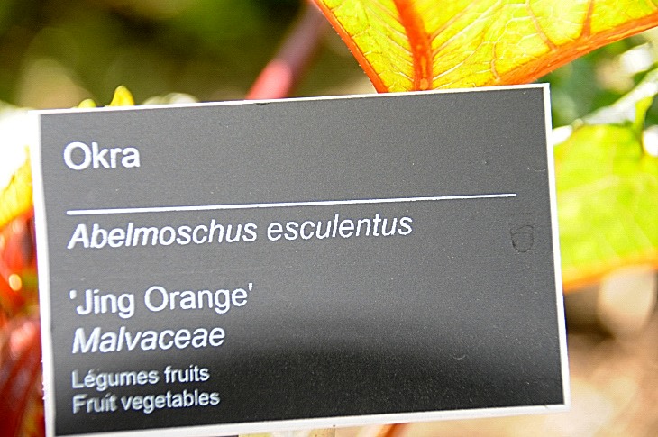2016-7-25canadaherb 3187_01.JPG