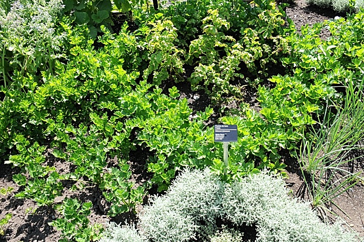 2016-7-25canadaherb 3496_01.JPG
