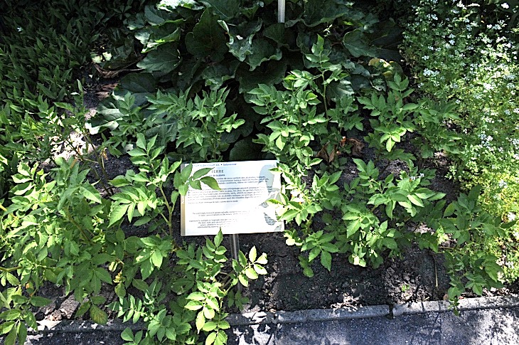 2016-7-25canadaherb 4049_01.JPG