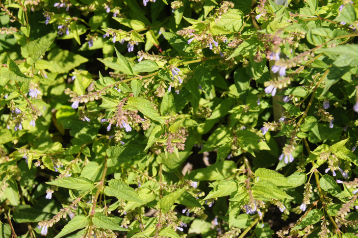 2016-7-25canadaherb 3798_01.JPG