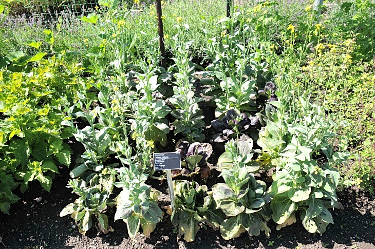 2016-7-25canadaherb 3301_01.JPG