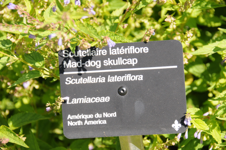 2016-7-25canadaherb 3796_01.JPG