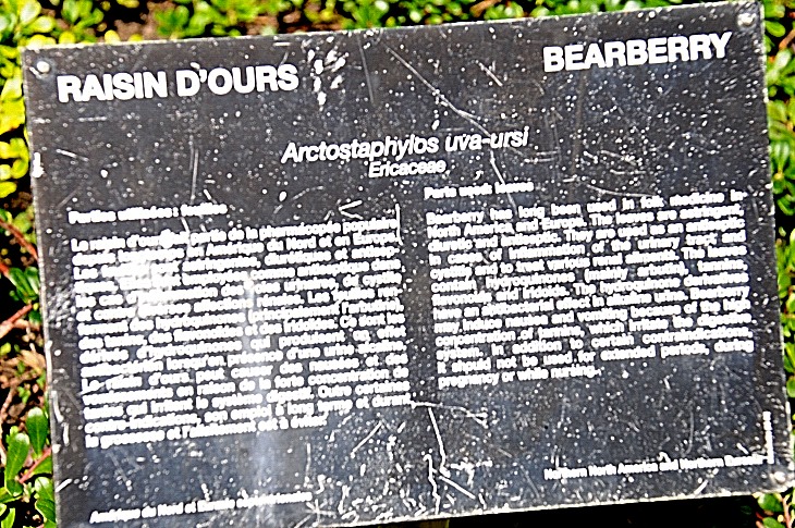 2016-7-25canadaherb 3772_01.JPG