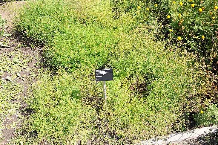 2016-7-25canadaherb 3546_01.JPG