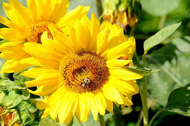 2016-7-25canadaherb 2916_01.JPG