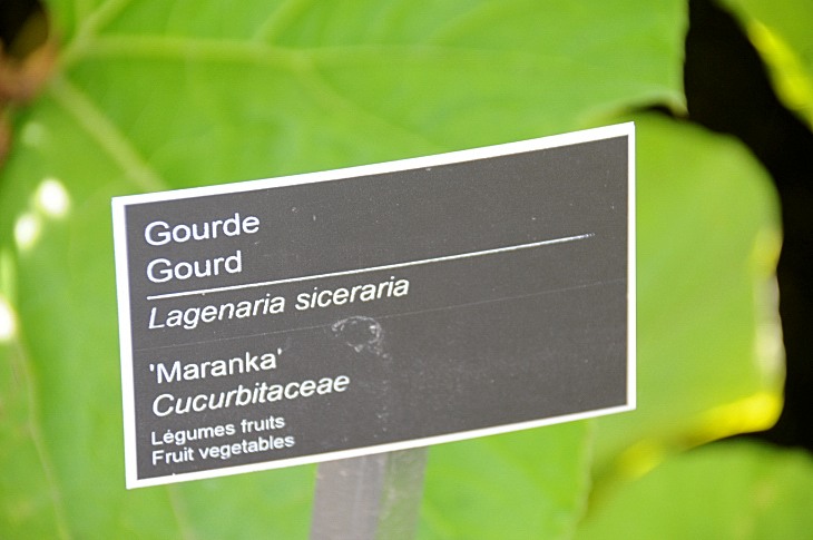 2016-7-25canadaherb 3512_01.JPG