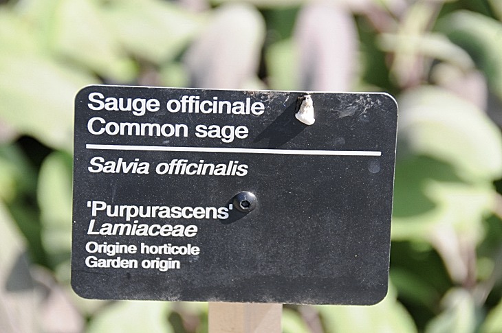 2016-7-25canadaherb 3066_01.JPG