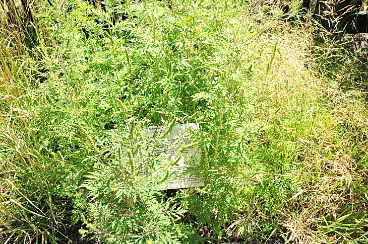 2016-7-25canadaherb 4101_01.JPG
