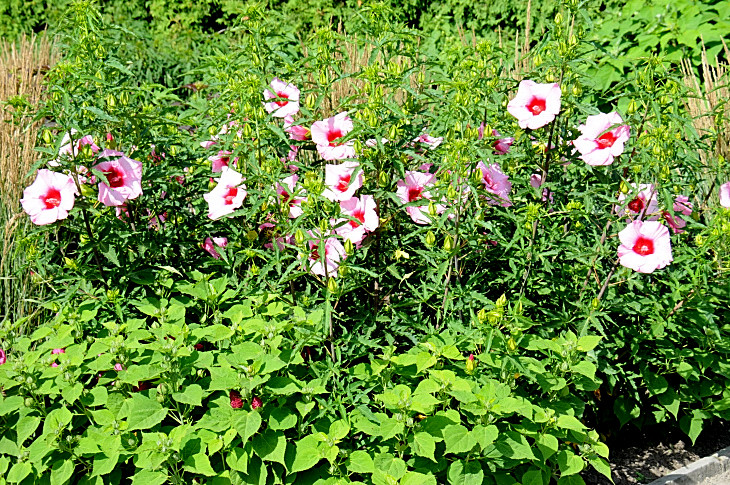 2016-7-25canadaherb 2902_01.JPG