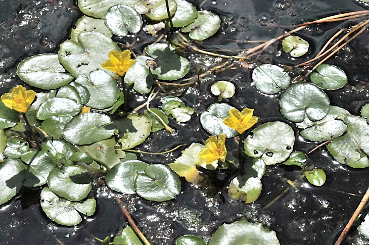 2016-7-25canadaherb 4215_01.JPG