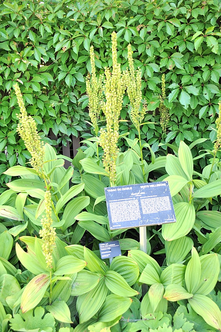 2016-7-25canadaherb 4061_01.JPG