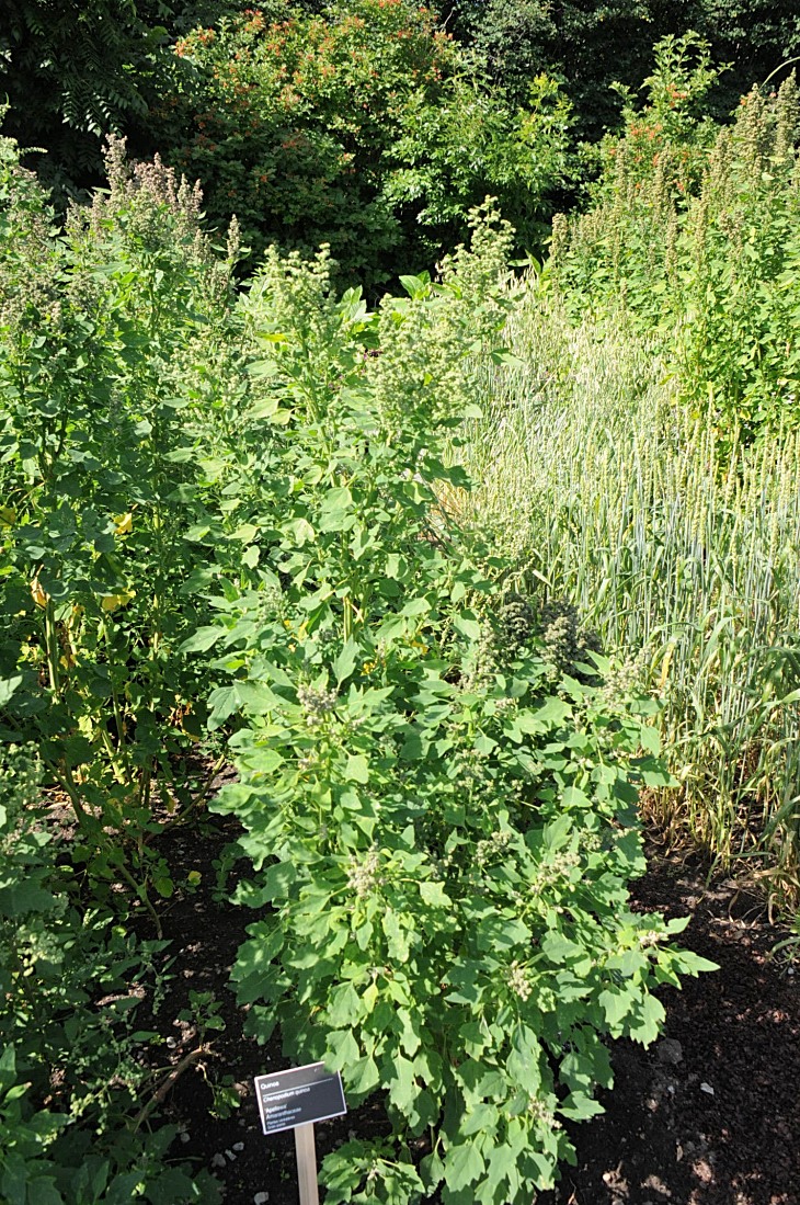2016-7-25canadaherb 3003_01.JPG