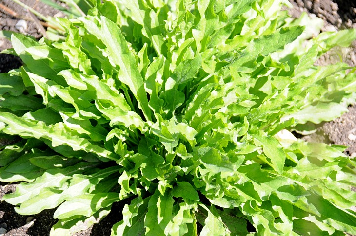 2016-7-25canadaherb 3697_01.JPG