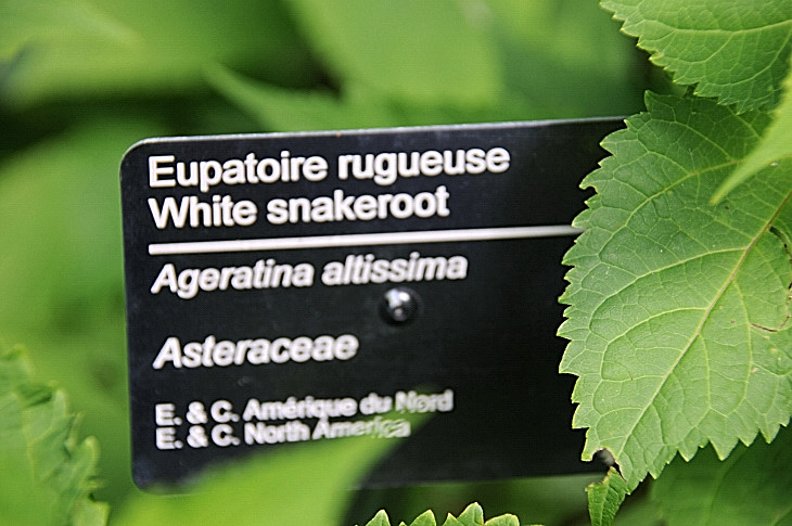 2016-7-25canadaherb 4150_01.JPG